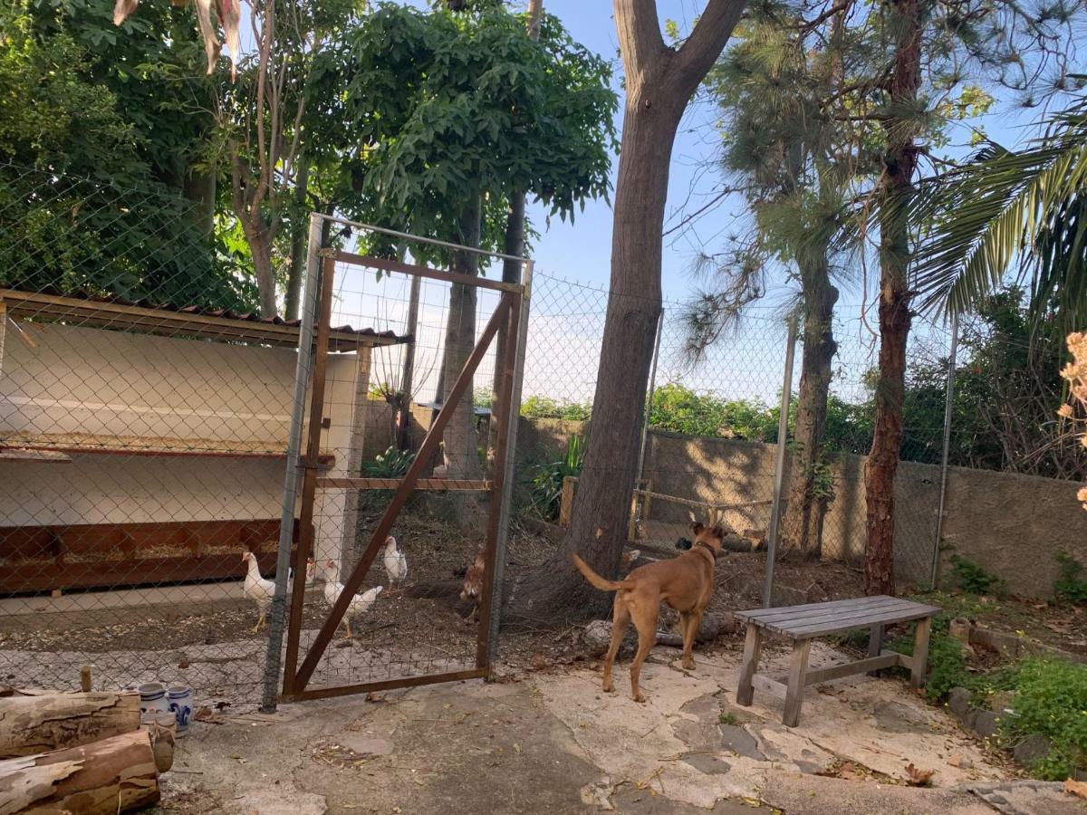 Ferienwohnung Finca Monica La Matanza De Acentejo Bagian luar foto