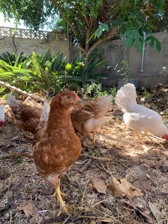 Ferienwohnung Finca Monica La Matanza De Acentejo Bagian luar foto